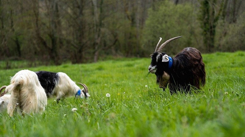 gaec authentique (5)