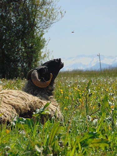 gaec authentique (1)