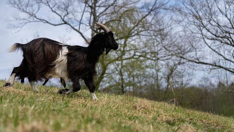 gaec authentique (4)