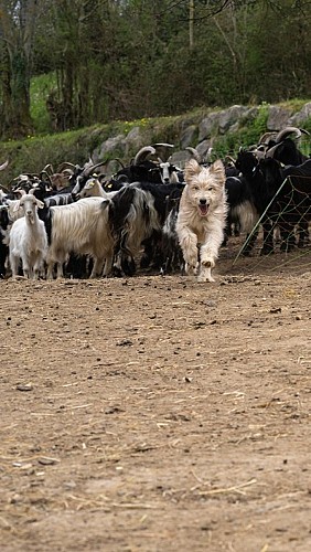 gaec authentique (9)