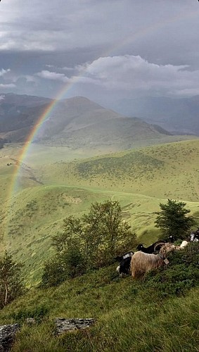 gaec authentique (11)