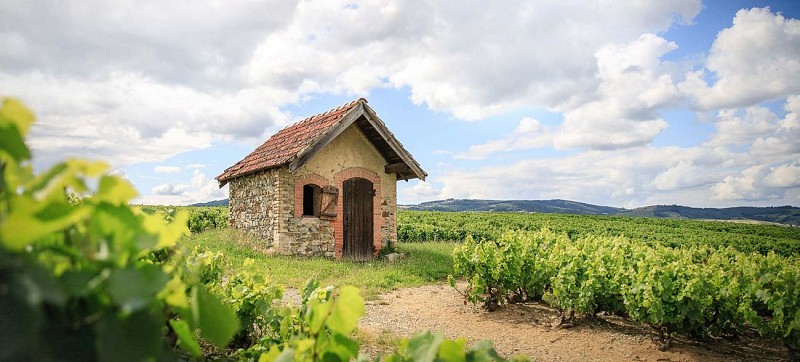 vignes