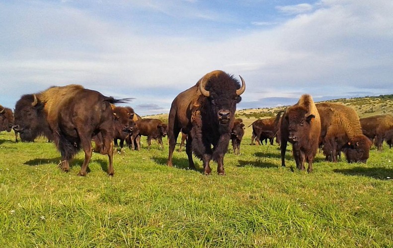 Randals Bison Farm Inn