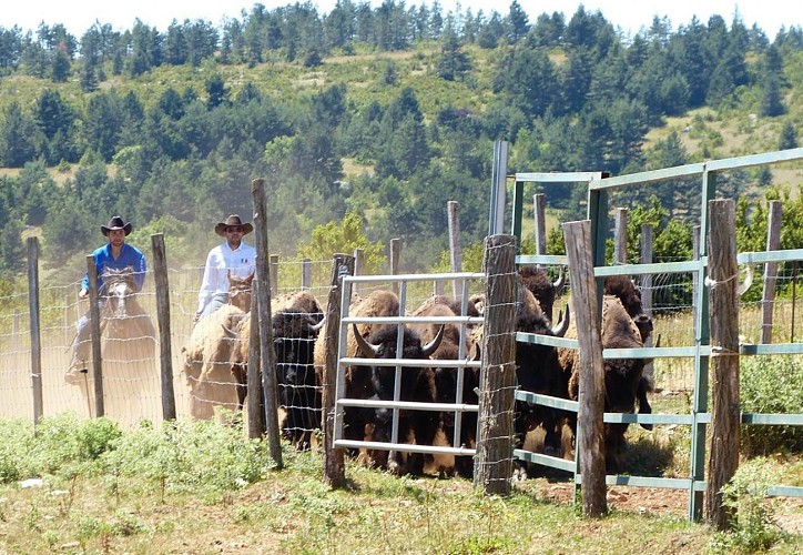 Randals Bison - western breeding