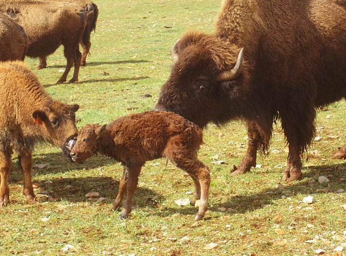 Randals Bison - western breeding