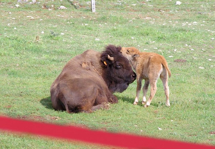 Randals Bison - western breeding