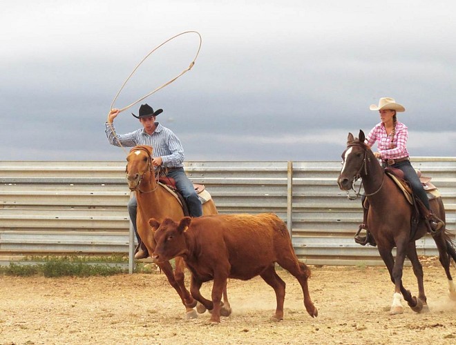 Randals Bison - western breeding