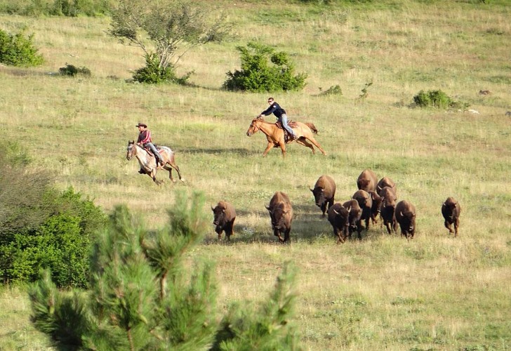 Randals Bison - western breeding