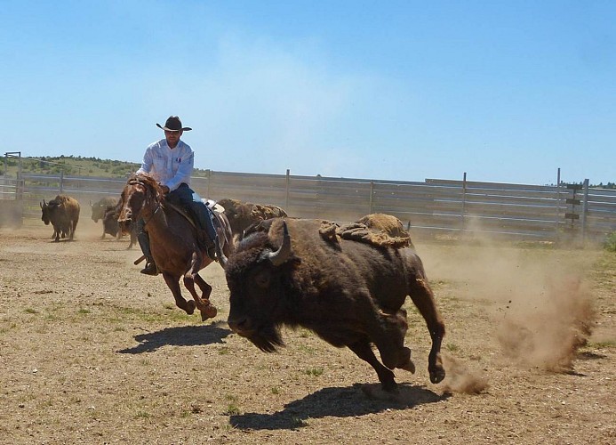 Randals Bison - western breeding