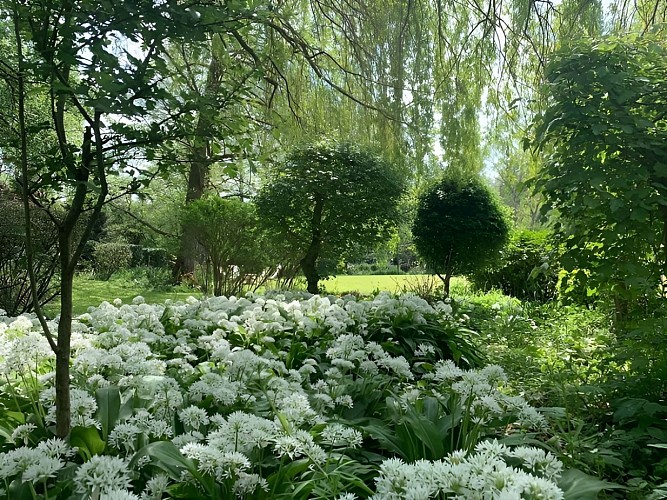 1 jardin Ail des ours