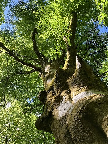 Hêtre en forêt 