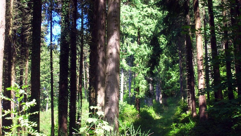 Arboretum de Royat