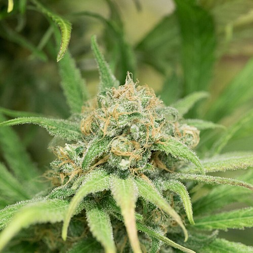 Ferme de la Bitarelle - SCEA Mompechin