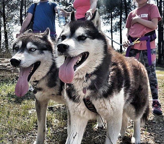 Mush Gironde - SUD-GIRONDE