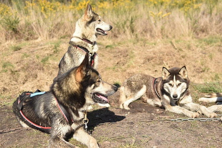 Mush Gironde - Elodie F. La Gironde du Sud (99)