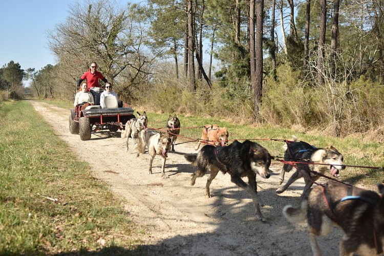 Mush Gironde - Elodie F. La Gironde du Sud (67)