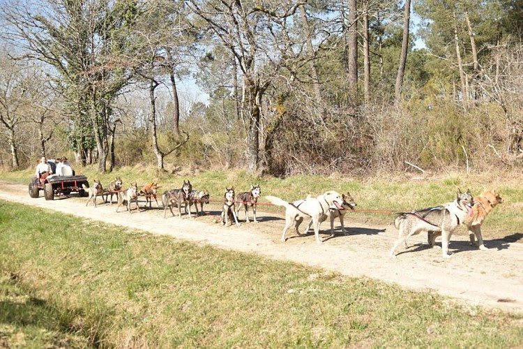 Mush Gironde - LA GIRONDE DU SUD - Saint-Maixant