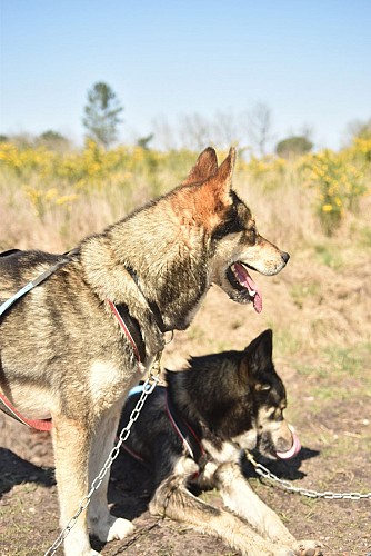 Mush Gironde - LA GIRONDE DU SUD - Saint-Maixant
