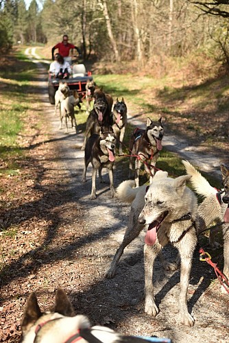 Mush Gironde - Elodie F. La Gironde du Sud (78)