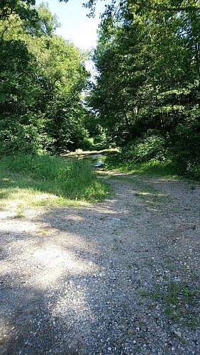 Sentier sous-bois