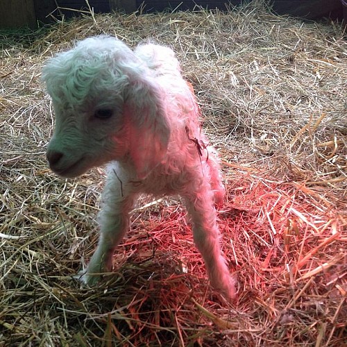 La Mini Ferme de Tonguy