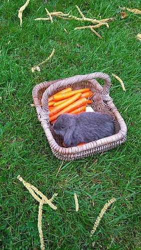 La Mini Ferme de Tonguy