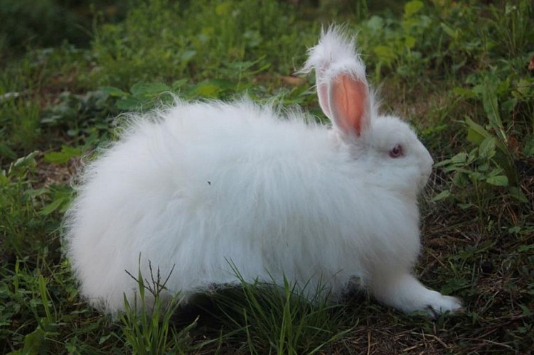 FermeDeTonguy-Beynat_lapin_3