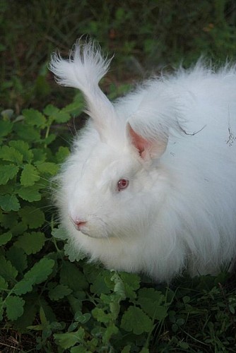 FermeDeTonguy-Beynat_lapin2_4