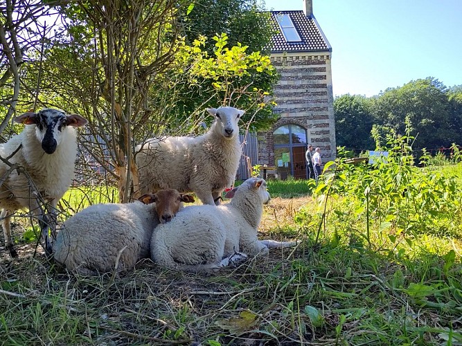 Villa Castrum-Ferme de Caster_Lanaye2024