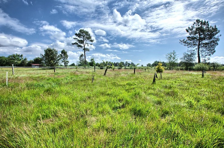 Gujan-Mestras - Mme MAUZE1