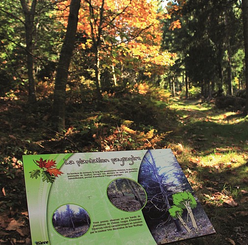 Sentier pédestre de découverte - Forêt de Bécajat