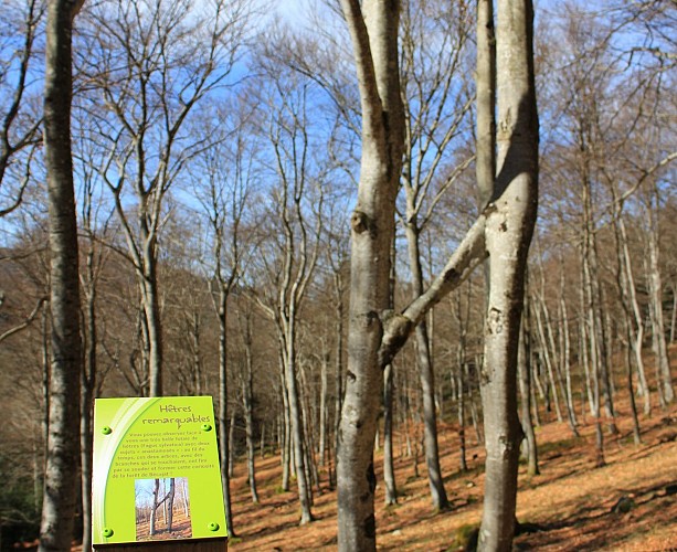 Sentier pédestre de découverte - Forêt de Bécajat