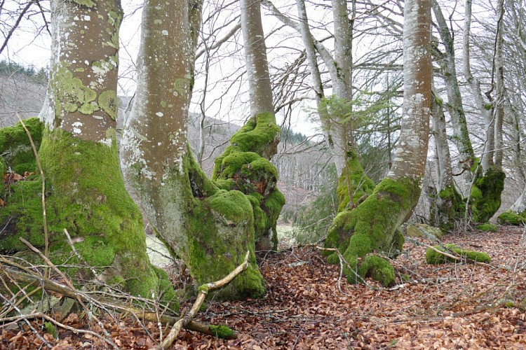 Sentier pédestre de découverte - Forêt de Bécajat