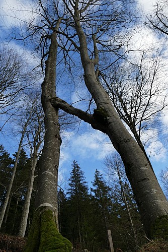 Sentier pédestre de découverte - Forêt de Bécajat