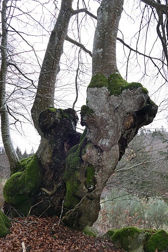 Sentier pédestre de découverte - Forêt de Bécajat