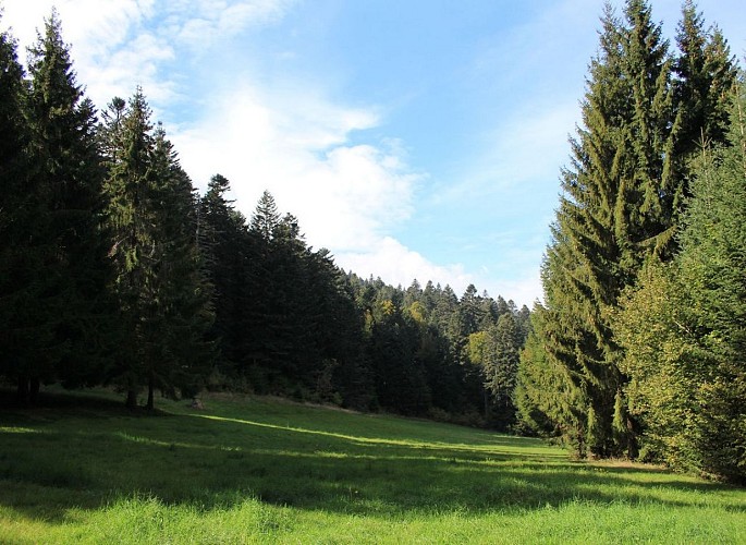 Forêt de Bécajat