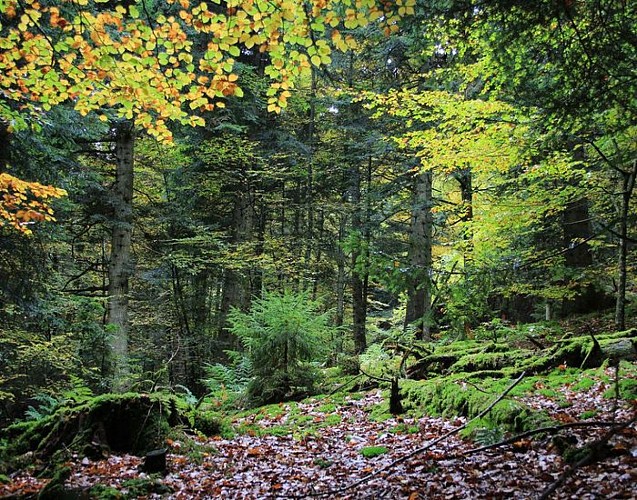 Forêt de Bécajat