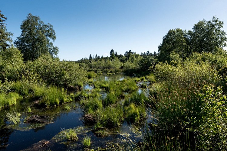 Tourbière de Font blanche