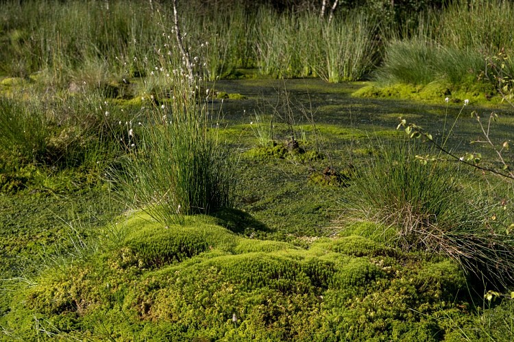 Tourbière de Font blanche