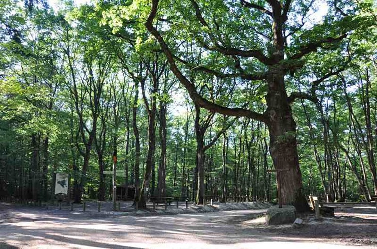 Aires de pique-nique de la Forêt de Lespinasse