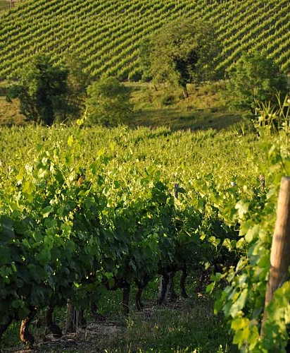 Le Vignoble de la Côte Roannaise