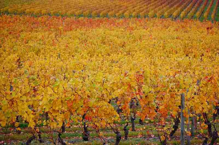 Le Vignoble de la Côte Roannaise