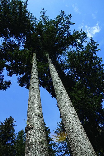 Le géant d'Europe Le Douglas Président