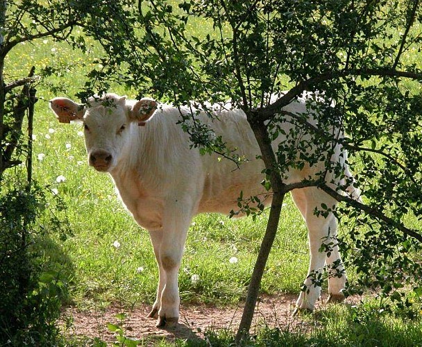 Village de Saint-Romain-La-Motte