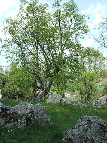 Aire de pique-nique de la Chirat