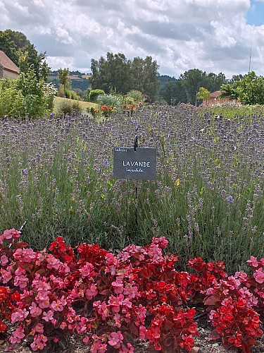 Jardin des plantes médicinales