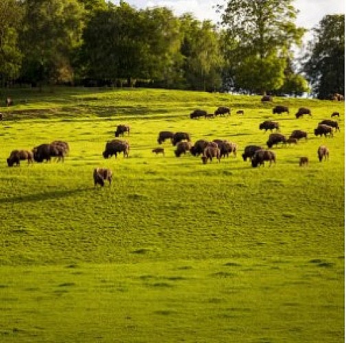 BISONS©CDT 76 - V.RUSTUEL