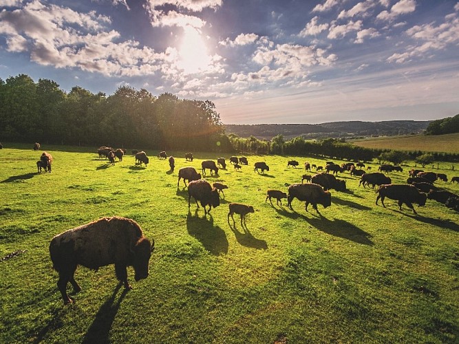 Parc canadien - Visite du parc des Bisons