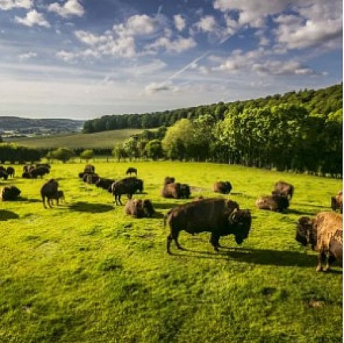 Bison ©CDT76 - V.RUSTUEL