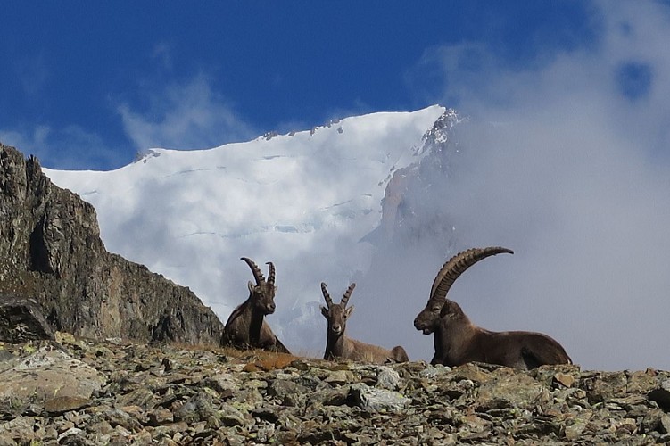 Dion Marie-Odile activité randonnée raquette hiver